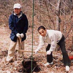 山桜の苗植